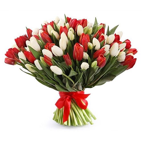 Фото товара 75 красно-белых тюльпанов (с лентой)